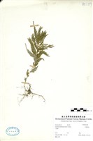 藏品(全緣卷柏)的圖片